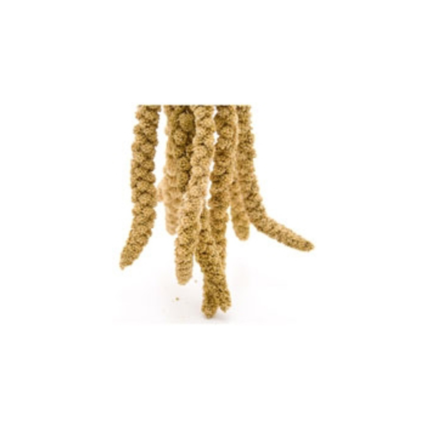 Millet Sprays