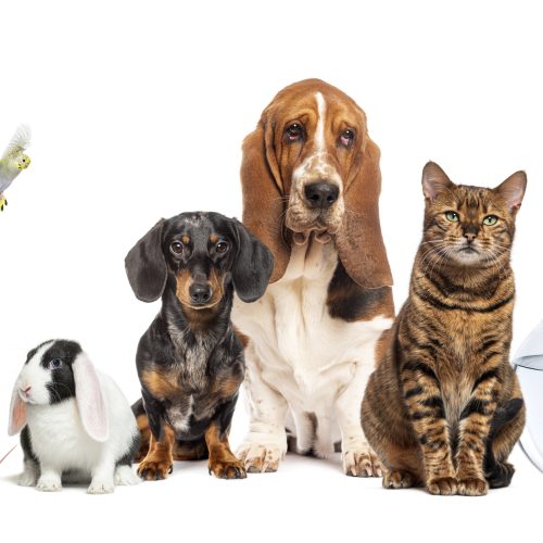 Group of domestic animals including dogs, cat, rabbit, ferret, mouse, turtle, and parakeet posing together on a white background